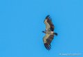vautour-g91_4753