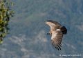 vautour-g92_7566