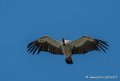 vautour-g92_7572