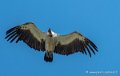 vautour-g92_7575