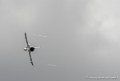 po-g92_4329