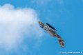 bronco_2480