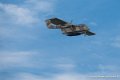 bronco_4117