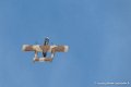 bronco_4127