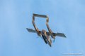 bronco_4133