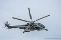 caracal_4044
