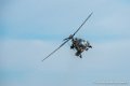 caracal_4085