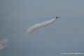 frecce_3554