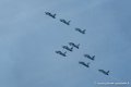 frecce_3581