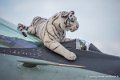 mig29_4148