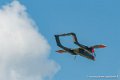 bronco_7095