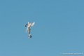stampe_6944