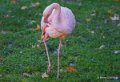 flamant-rose-a74_00842