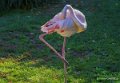 flamant-rose-a74_00844