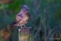 jeune-a74_00836