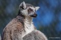 lemurien-a74_00903