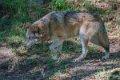 loup-a74_00968