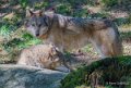 loup-a74_00972