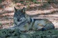loup-a74_00975-topaz