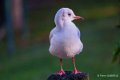 mouette-a74_00812