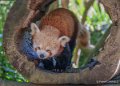 panda-roux-a74_00890