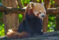 panda-roux-a74_00893-Modifier